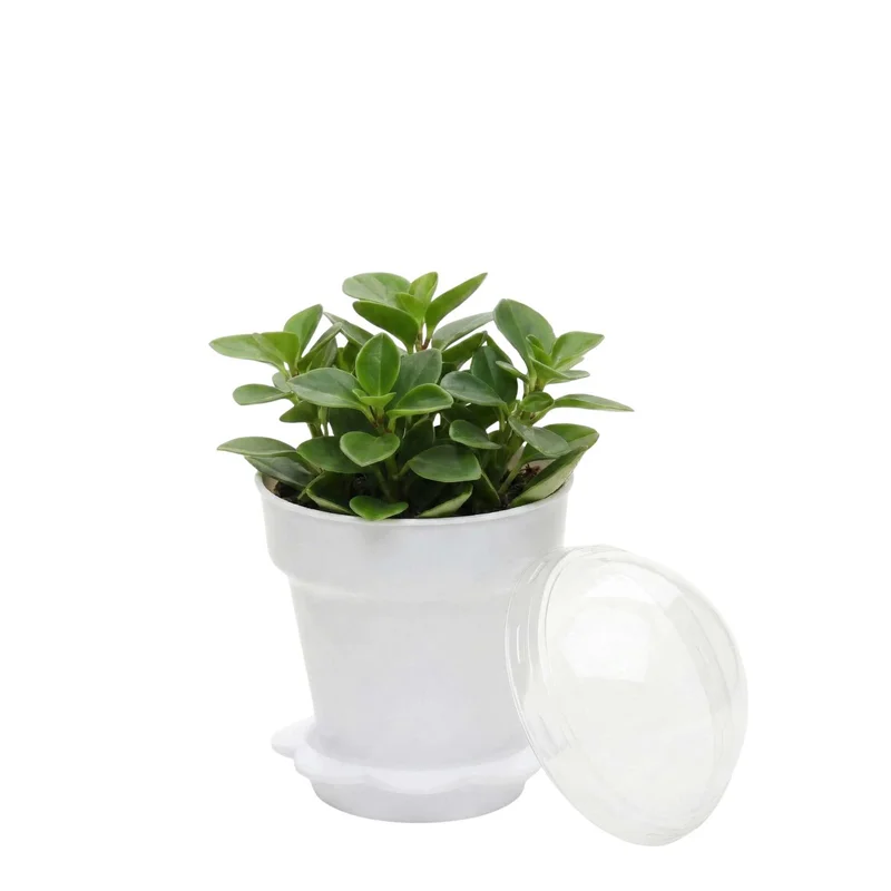 restaurantware2106621